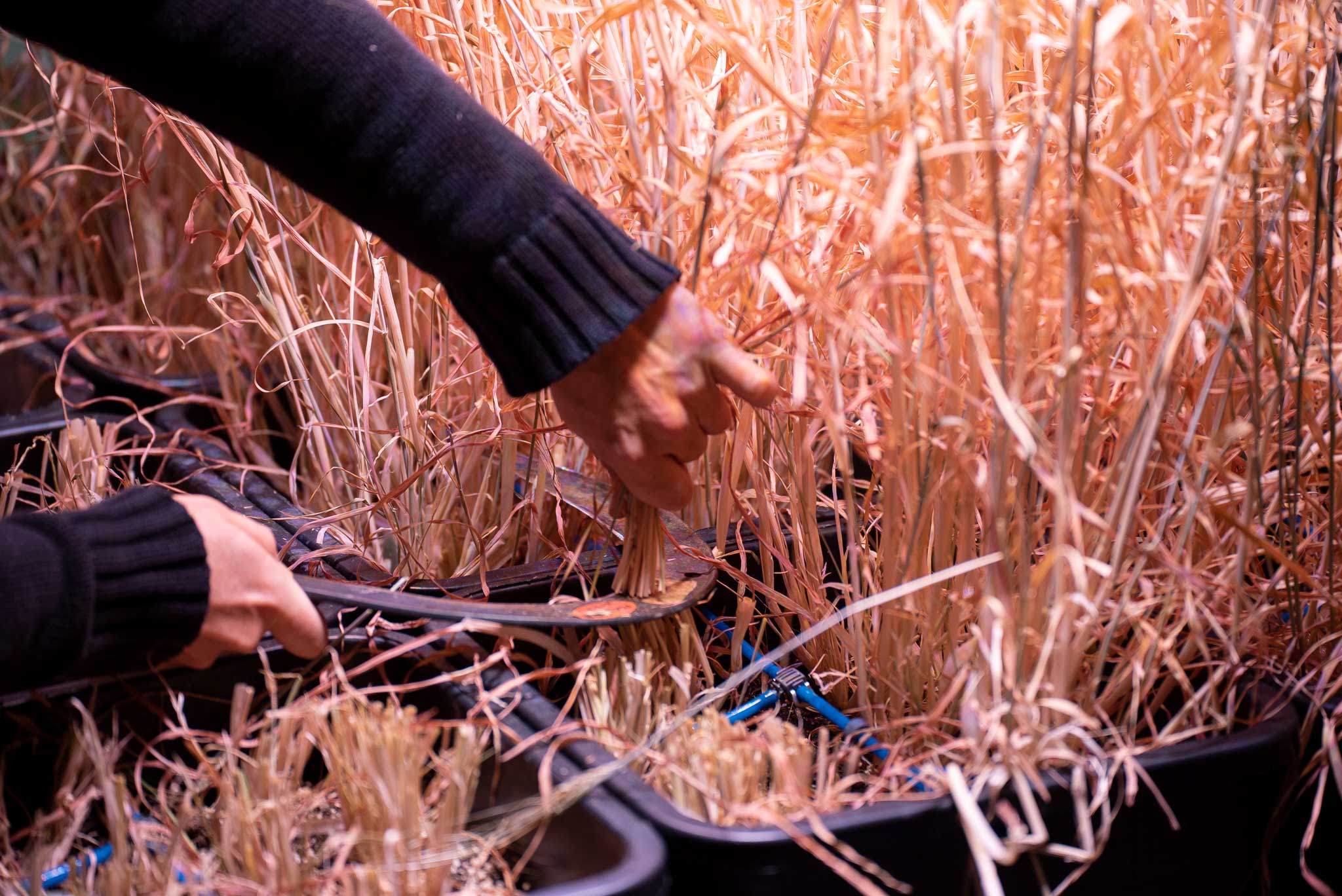 life support system harvest 03 by DISNOVATION.ORG